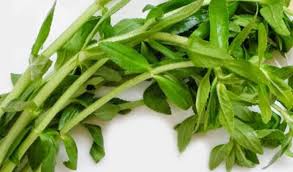 Xuyên tâm liên có công dụng kháng khuẩn, chống oxy hóa, chống viêm, chống ung thư, và kích thích miễn dịch. Cach Ä'iá»u Trá»‹ Bá»‡nh Sá»i Tháº­n Báº±ng Rau Ngá»• Sá»©c Khá»e