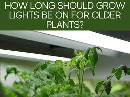How long have you known. How Long Should You Leave Grow Lights On Greenhouse Today