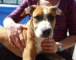 Taping is not always successful. How To Tape An Amstaff Puppy S Ears Zaliamstaff Kennel New Zealand