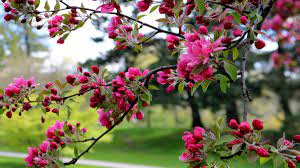 Check spelling or type a new query. Shrub Blooming Calendar For Spring Summer Winter Fall Flowers All Year