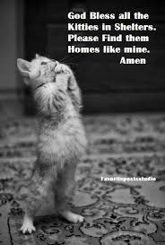 Bennycat888 Adli Kullanicinin Quotations Of Feline Love Panosundaki Pin