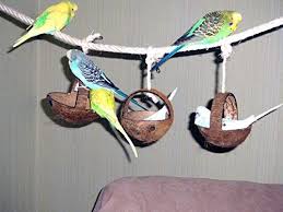 Bot Check Budgies Bird Pet Birds Parakeet Toys