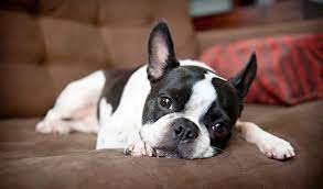 Boston Terrier Dog Breed Information