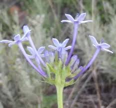 Image result for Pentanisia