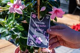 Maybe you would like to learn more about one of these? Sundaville Worlds No 1 Mandevilla Dipladenia Brand