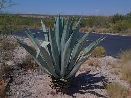 Its death comes after being exhausted. What Is A Century Plant Maguey Aka Agave Americana Plant Tjs Garden