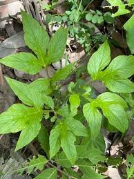 Image result for Dioscorea minutiflora
