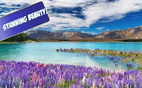 To start the puzzle, click the shuffle button. Amazon Com New Zealand Jigsaw Puzzles Appstore For Android