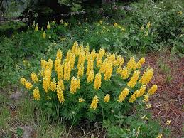 Image result for Lupinus pubescens