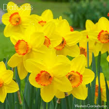 We did not find results for: 10 Deer Resistant Plants Page 3 Of 3 Western Garden Centers