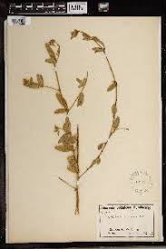 Image result for Crotalaria pallidicaulis