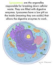 Maybe you would like to learn more about one of these? Lysosome Structure Function Expii