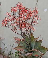 Image result for Aloe welwitschii