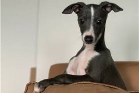 Akc champion parents,grandparents, etc for 5 generations. Italian Greyhound Puppies For Sale From Reputable Dog Breeders