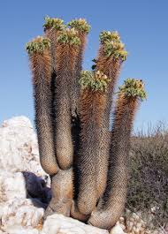 Neither is it a book of. The Strange Wonders Of Cactuses The Plant Of Our Times The New Yorker