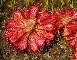 Image result for Drosera