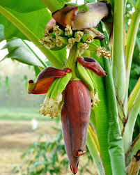 It sounds almost sad, but that isn't the entire story. Banana Plant Icecream Variety