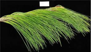 Image result for Pinus maximinoi