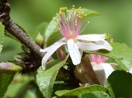 Image result for Petalidium englerianum