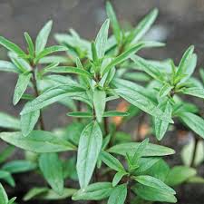Sarriette D Ete Je Jardine Herbe Feuillage Petite Fleur