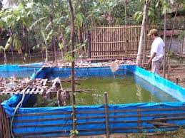 Mas Dedi Cara Membuat Kolam Terpal Sederhana Terbaik Kolam Kolam Ikan Sederhana