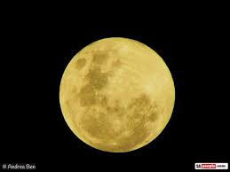 Australia, nz & south pacific. Amazing Photos Of Full Moon Tonight In Johannesburg Ty Andrea Ben Pictures Taken Of The Full Moon Through A Fern Sa People For South Africans In South Africa And Expats Facebook