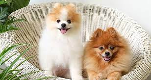 Generalmente los perros pequeños nos transmiten mucha ternura y la necesidad de cuidarlos en todo momento, aunque en otros casos, pueden ser muy agresivos o enérgicos para su tamaño, como es el caso de los chihuahuas. 10 Curiosidades Sobre El Perro Pomerania Purina One Mini