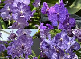 Image result for Vanda coerulea