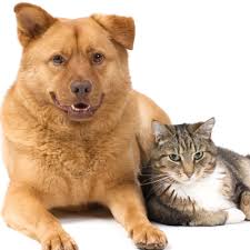 Maybe you would like to learn more about one of these? Lincoln Park Dog Cat Clinic Chicago Il Services
