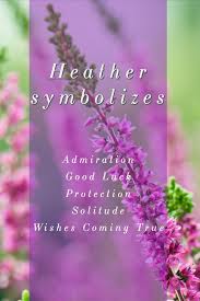 Heather Calluna Vulgaris Shade Metals Heather Flower Flower Meanings Heather Plant