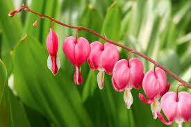Pink Bleeding Heart Flowers Native To China Japan And Certain Other Regions Of Asia These Plants Are Now Grown Bleeding Heart Plants Bleeding Heart Flower