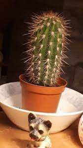 Any cut into a cactus' waxy flesh will make it leak water until the affected area dries out and seals off, so anything. Why Is My Cactus Losing Spikes Gardening Landscaping Stack Exchange
