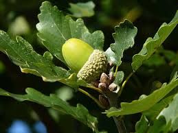 Oak apple galls appear in oak trees, most often black, scarlet, and red oaks. Hd Wallpaper Closeup Photography Of Fruit And Plant Oak Leaf Tree Oak Fruit Wallpaper Flare