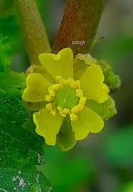 Image result for Corchorus schimperi