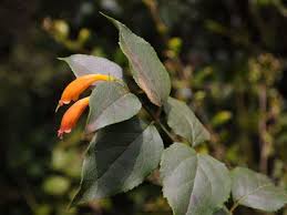 Image result for Halleria elliptica