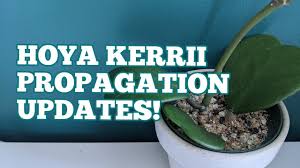 Check spelling or type a new query. Hoya Kerrii Propagation Update Soil Mix For Houseplants Youtube