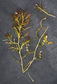 Image result for Potamogeton crispus