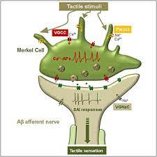 That is, the hairless skin found on the palms and fingers, the soles of the feet, and the lips of humans and other primates. Merkel Cells Transduce And Encode Tactile Stimuli To Drive Ab Afferent Impulses Cell