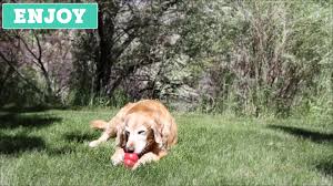 Pet supplies plus hours and pet supplies plus locations along with phone number and map with driving directions. Pet Supplies Plus Tulsa Ok Home Facebook