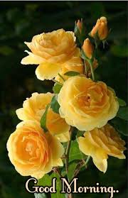 Good Morning Beautiful Friend Have A Wonderfully Blessed Day Today Love Always Xoxo S Beautiful Flowers Yellow Flowers Flowers