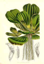 Water lettuce, also called water bonnets, look like a floating open head of lettuce though the light dull green leaves are thick, ridged, and hairy. Pistia Wikipedia