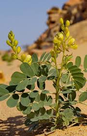 Image result for Senna italica