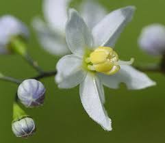 Image result for Solanum seaforthianum