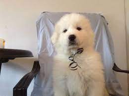 Litter Of 4 Great Pyrenees Puppies For Sale In Newtonville Nj Adn 64391 On Puppyfinder Com Gender Male Great Pyrenees Great Pyrenees Puppy Puppies For Sale