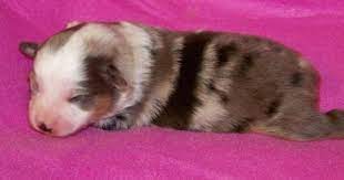 Independent and intelligent, they're easy to train but tend to need a lot of exercise and an energetic owner, too. Toy Australian Shepherd Pictures 2j1a912vw4u Toy Australian Shepherd Australian Shepherd Puppies