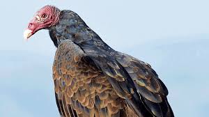 2 pheasants per day for first two days of the season; Turkey Vultures An Aspect Of Indiana S Ecosystem The Waynedale News