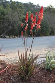 Image result for Euphorbia dawei