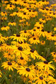 Goldsturm Black Eyed Susan Monrovia Goldsturm Black Eyed Susan In 2020 Black Eyed Susan Eye Black Plants
