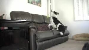 Sam's club has partnered with top brands to bring you furniture for every room in your home, all at low, affordable prices. How To Stop Your Dog From Jumping On The Couch Without Punishment Youtube