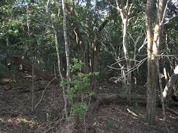 Image result for Lasiodiscus pervillei